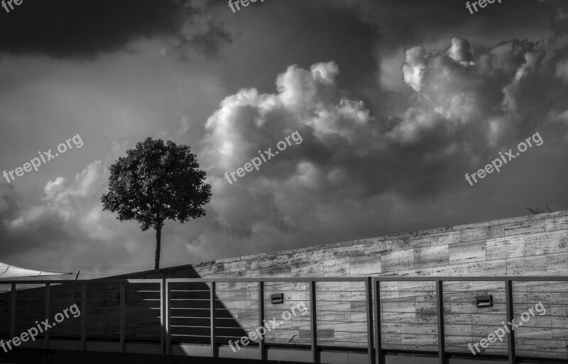 Lonely Tree Black And White Mood Alone Bleak