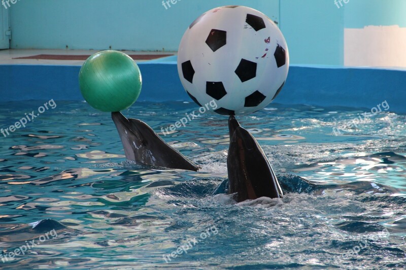 Dolphinarium Dolphins Dolphin Show Animals