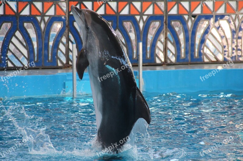 Dolphinarium Dolphins Dolphin Show Animals