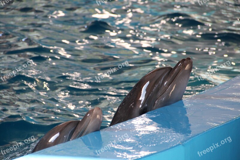 Dolphinarium Dolphins Dolphin Show Animals