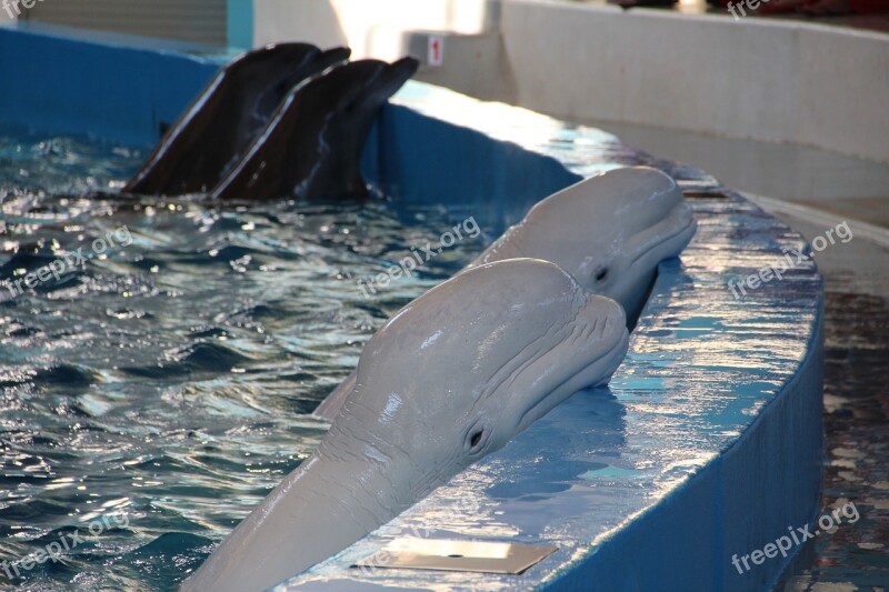 Dolphinarium Dolphins Dolphin Show Animals