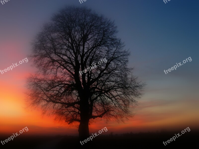 Tree Silhouette Sunset Dusk Abendstimmung