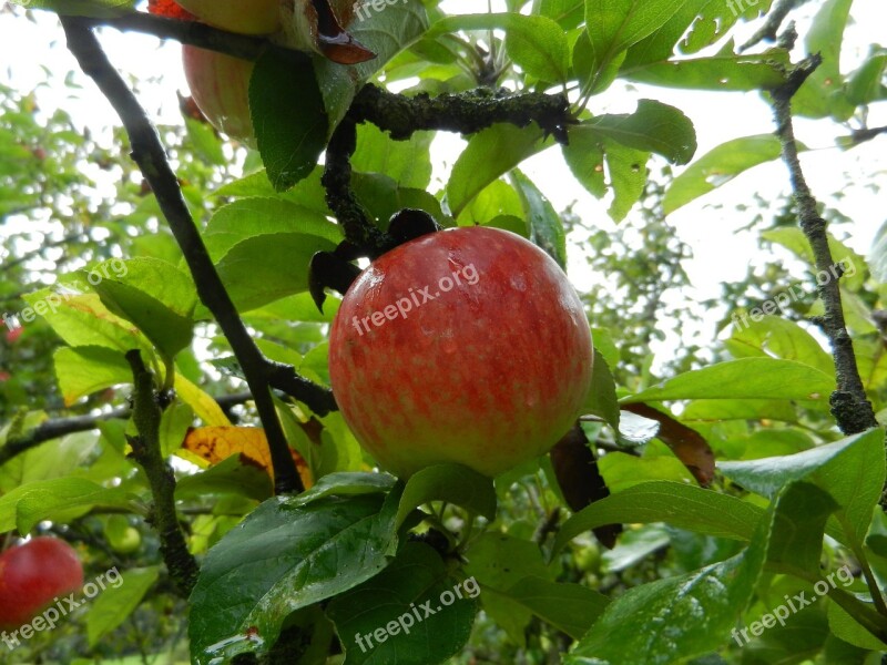 Apple Fruit Tree Manzano Free Photos