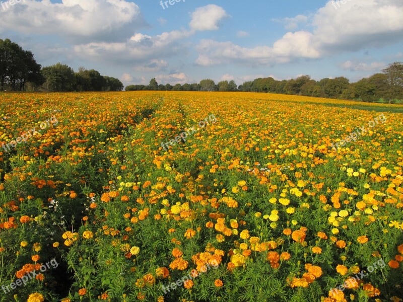 Marigold Flowers Colorful Autumn Graveyard Field Of Flowers