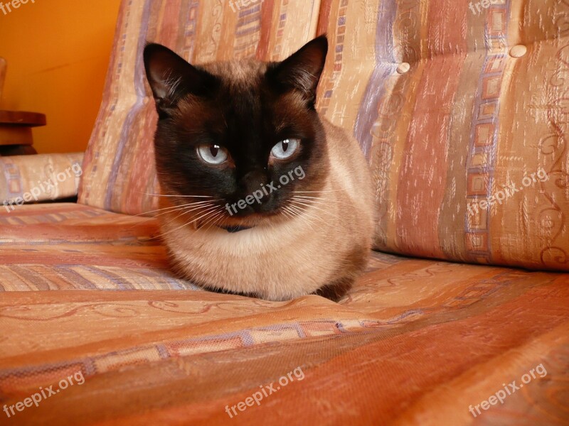 Siamese Cat Pet Blue Eyes Animal Cat