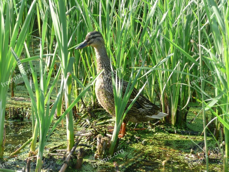 Wild Duck Water Reeds Nature Free Photos