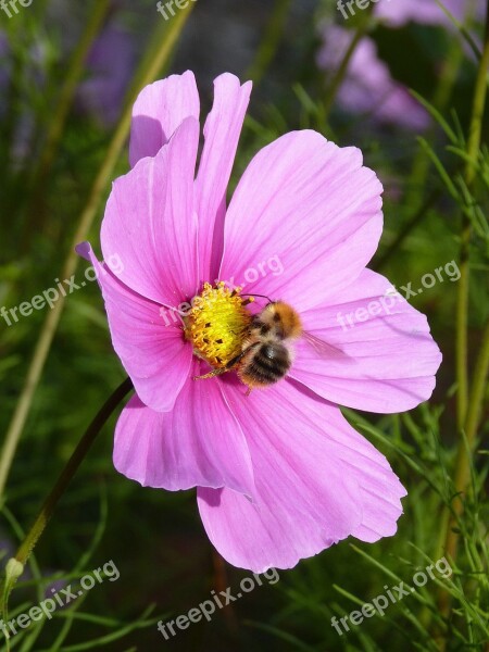 Hummel Flower Blossom Bloom Pink