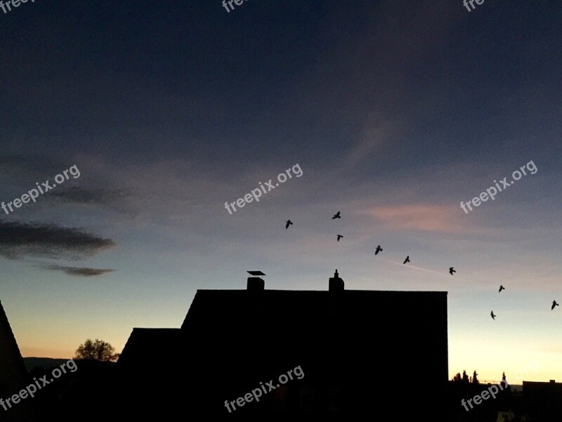 Evening Sky Houses Birds Bird Flight Chimney