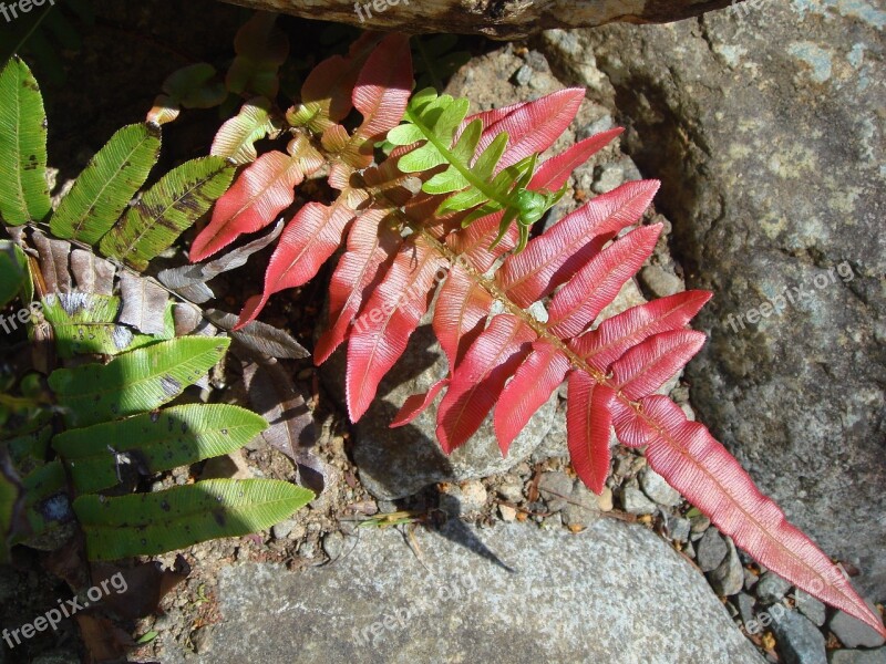 Fern Red Leaf Nature Flower