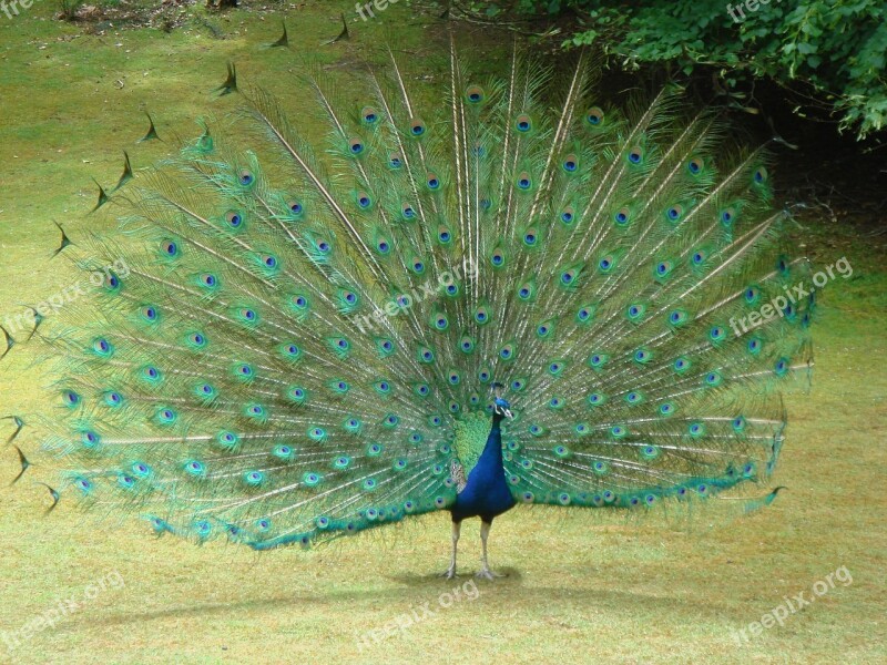 Peacock Tail Feathers Feathers Bird Nature