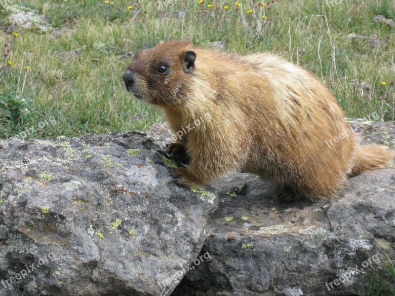 Marmot Animal Wildlife Nature Rodent