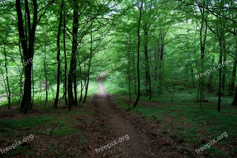 Forest Green Tree The Road In The Forest The Path