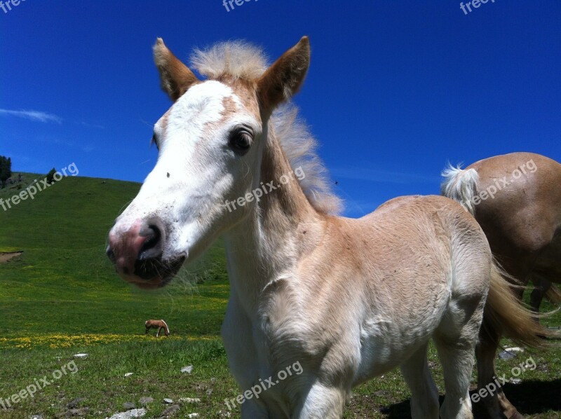 Horse Equestrian Riding Animal Foal