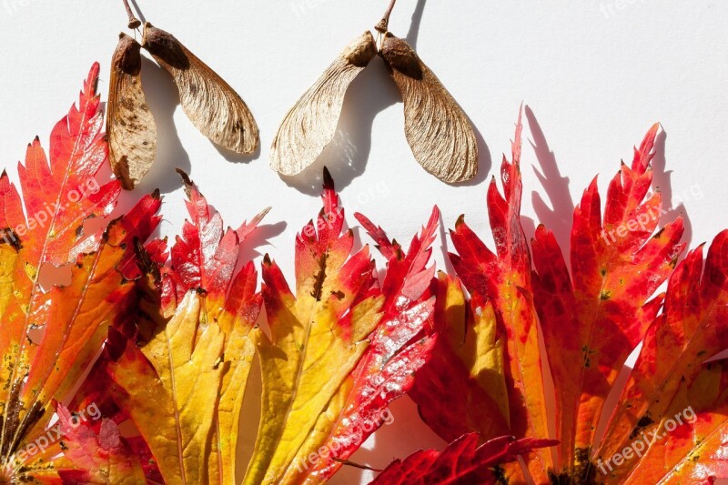 Japanese Maple Maple Leaves Leaves Hebrst Autumn Colours