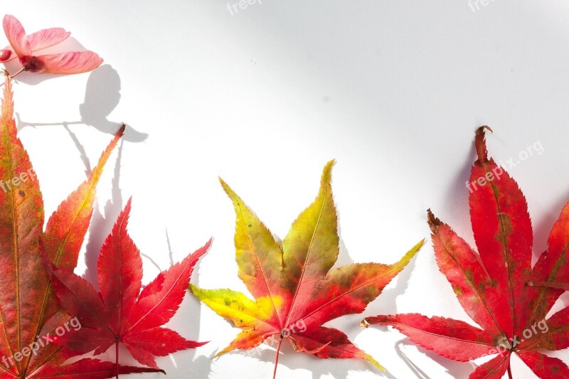 Japanese Maple Maple Leaves Leaves Hebrst Autumn Colours