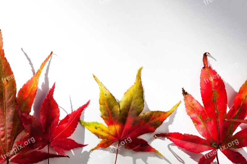 Japanese Maple Maple Leaves Leaves Hebrst Autumn Colours