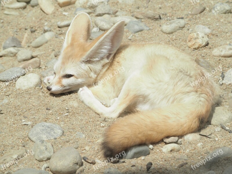 Desert Fox Zoo Desert Free Photos