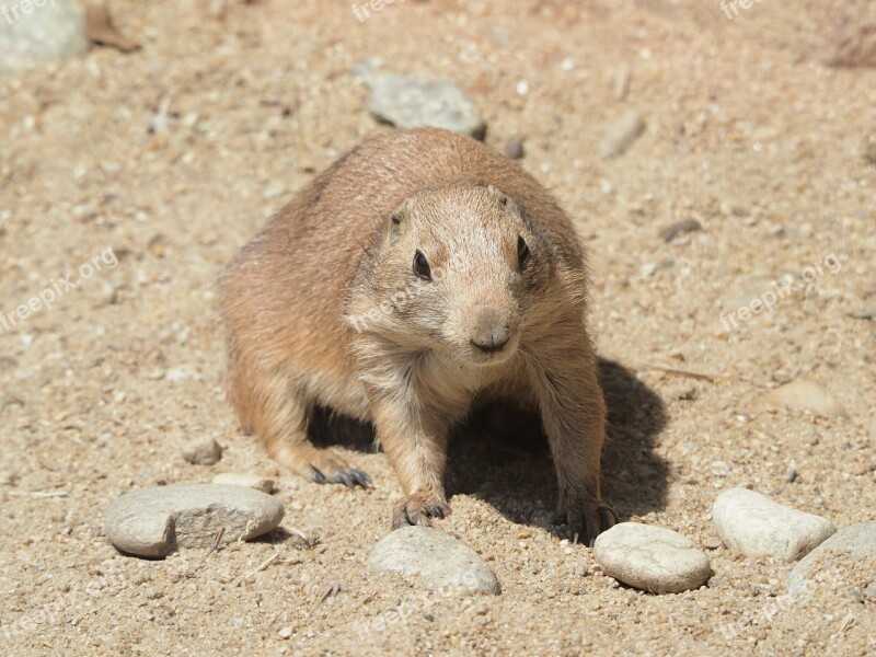 Rat A Grazing Animal Zoo Free Photos