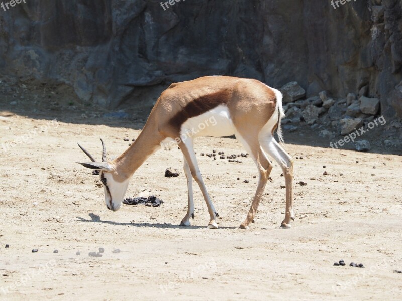 Yeoyang Zoo A Grazing Animal Free Photos