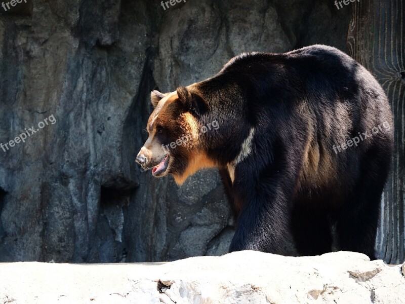 Bear Zoo Asiatic Black Bear Free Photos