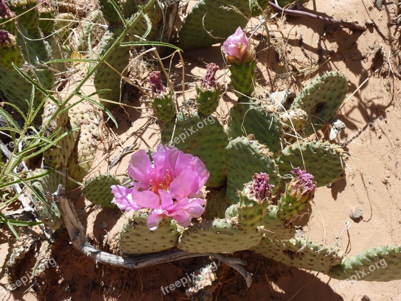 Cactus Desert Blossom Bloom Cactus Blossom