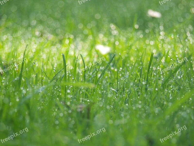 Meadow Nature Grass Rush Dewdrop