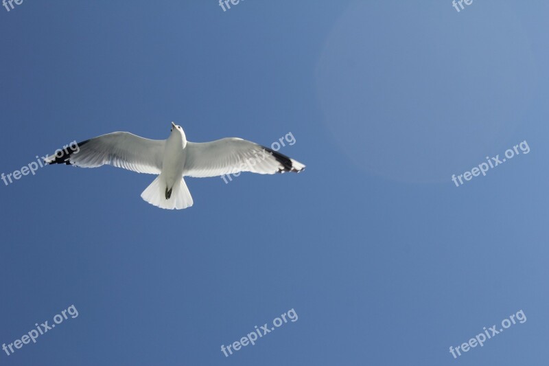 Seagull Sky Blue Sea Free Photos