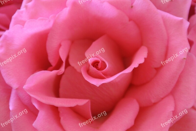 Rose Pink Flower Rose Bloom Free Photos