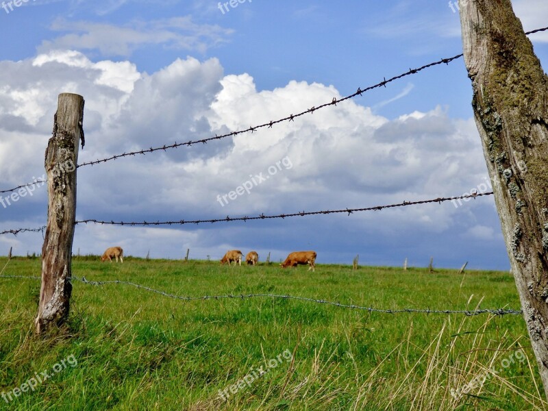 Fence Pasture Clouds Cows Landscape