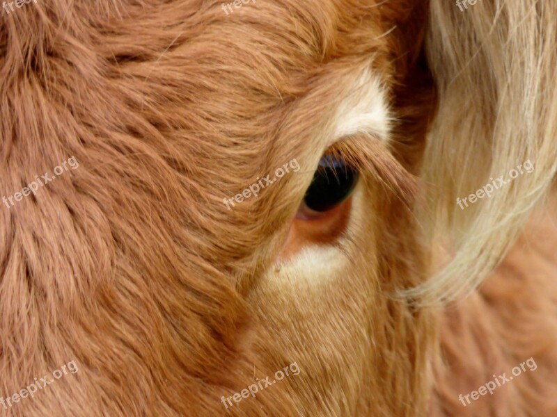 Bull's Cow Eyelash Eye Free Photos