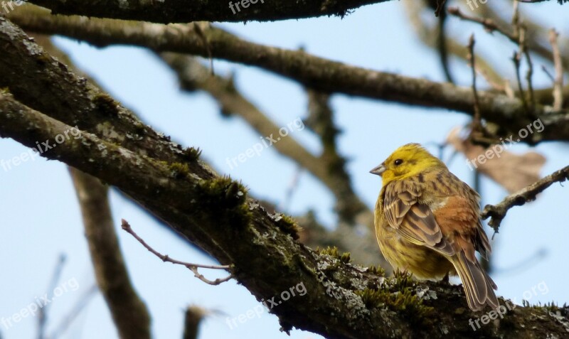 Bird Yellowhammer Tree Branch Free Photos