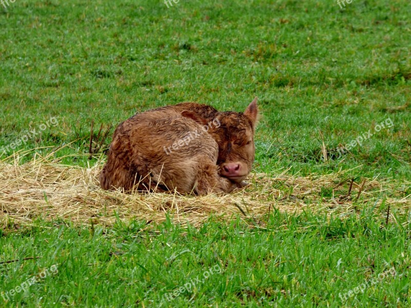 Little Calf Pasture Animal Free Photos