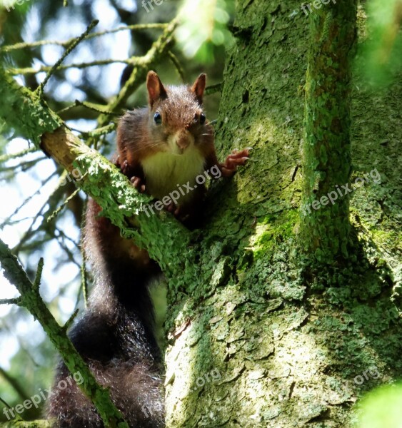 Squirrel Nature Forest Green Rodents