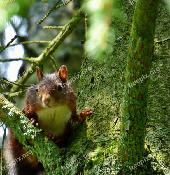 Squirrel Tree Forest Rodents Animal