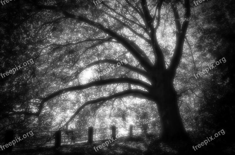 Tree Black And White Forest Nature Autumn