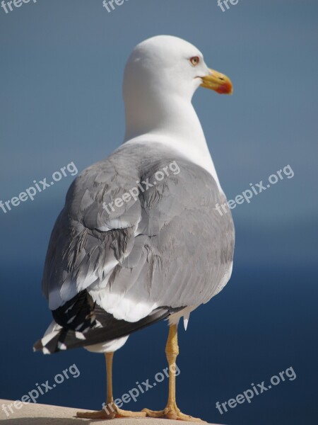 Seagull Bird Animal Water Bird Close Up