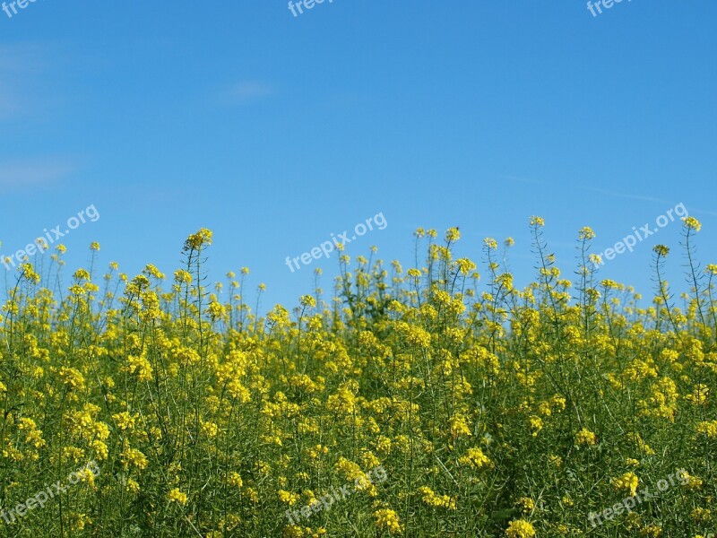 Flower Meadow Yellow Flower Plant Nature