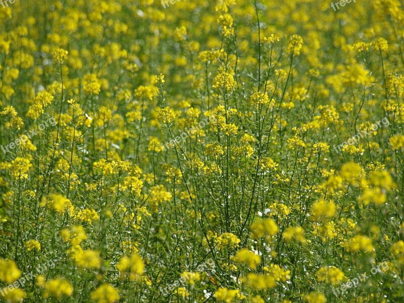 Flower Meadow Yellow Flower Plant Nature