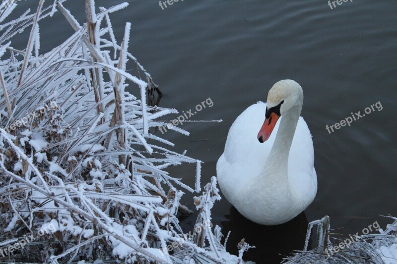 Swan Snow Nature Winter Landscape