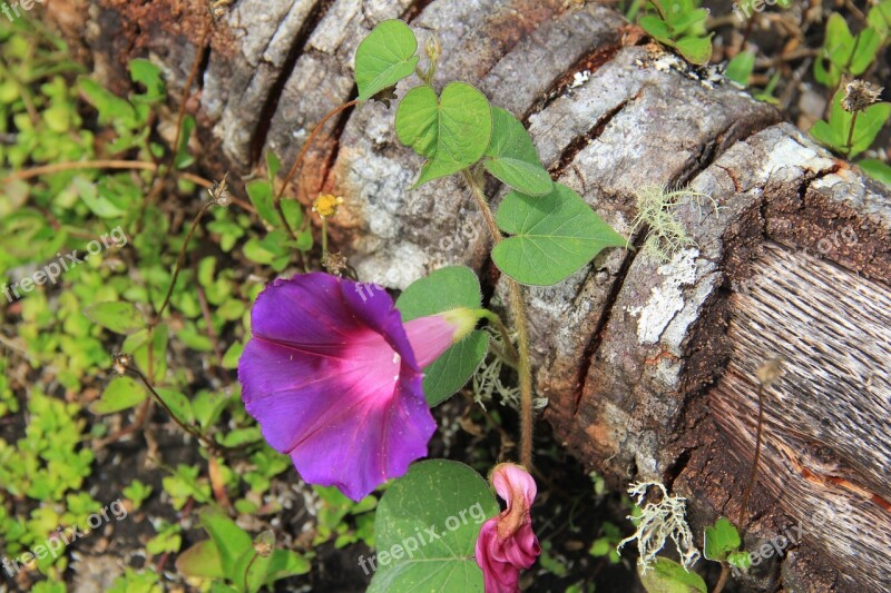 Flower Purple Spring Nature Flower Garden Wild