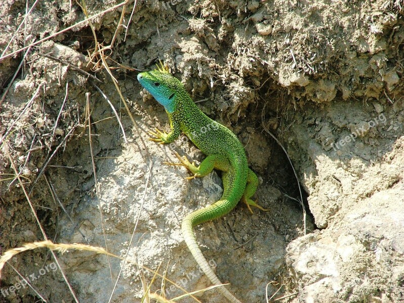 Lizard Green Animal Reptile Nature