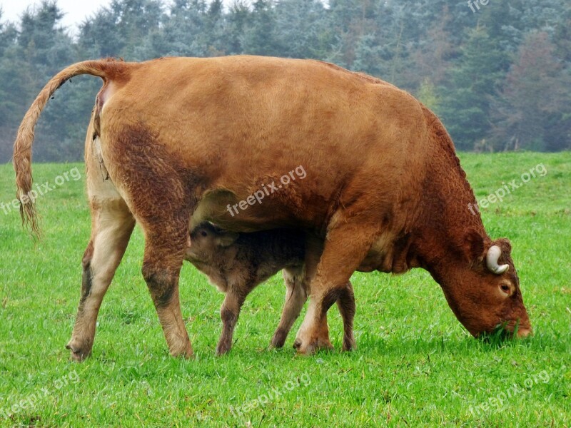 Cow Little Calf Animals Drinking Calf Nature