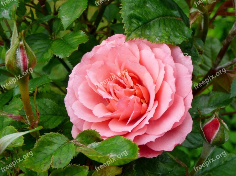 Rose Pink Rose Flowers Nature Garden