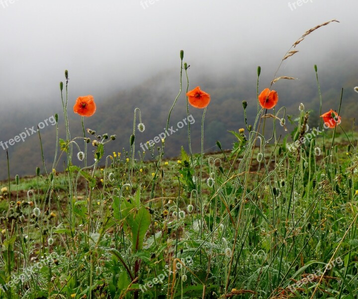 Poppies Accelerating Fog Flowers Red Flowers Nature