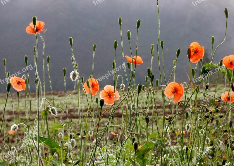 Poppies Nature Flowers Light Free Photos