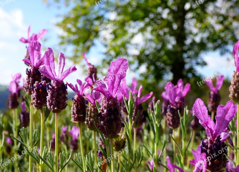 Lavender Garden Nature Flowers Free Photos