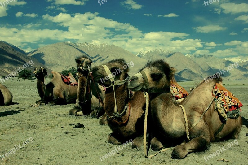 Camel Ladakh Desert India Tibet