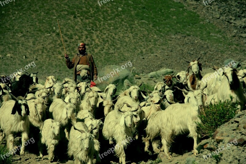 Shepherd Ladakh India Tibet Free Photos