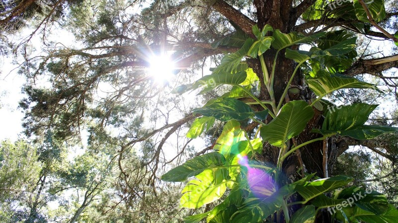 Tree Lens Flare Flare Sun Plant