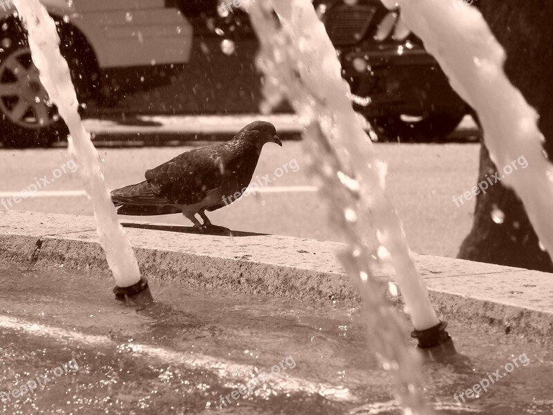 Pigeon Water Animal Free Photos